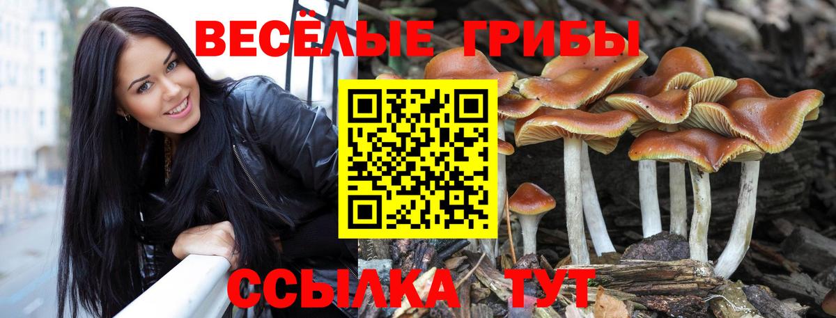 Галлюциногенные грибы Psilocybine cubensis  Псилоцибиновые грибы прущие грибы  Вход с VPN  Карабулак 